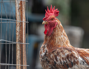 Close up of a cockerel in a village farmyard.