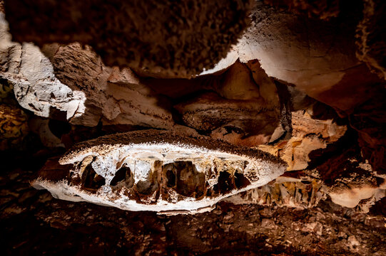Boxwork formation inside Wind Cave National Park in the Black Hills of South Dakiota