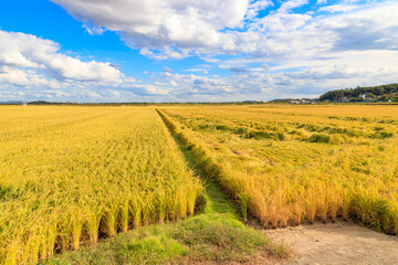 Korean traditional rice farming. Korean rice farming scenery. Korean rice paddies.Rice field and the sky in Ganghwa-do, Incheon, South Korea.