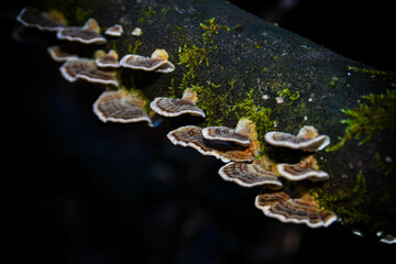 Cogumelos selvagens