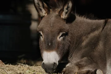 Rolgordijnen Sleepy mini donkey laying down relaxing on farm. © ccestep8