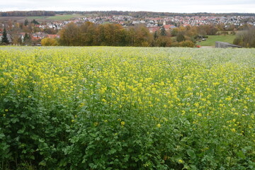 Herbstlandschaft in 86653 Monheim