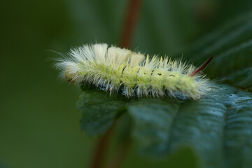 Buchen-Streckfuß (Calliteara pudibunda)