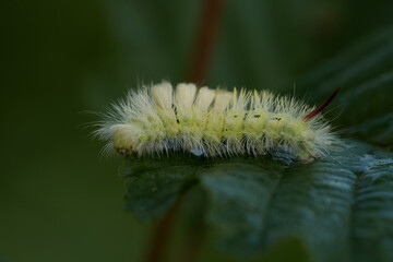 Buchen-Streckfuß (Calliteara pudibunda)