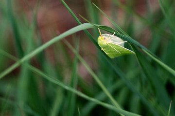 Eichen-Kahneule (Bena bicolorana)