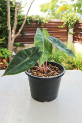 alocasia ,alocasia pink dragon plant in top view or Alocasia baginda