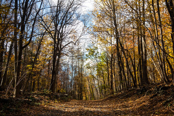 A hiking trail in autumn.