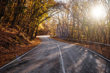 Obraz premium Asphalt road with fallen leaves inl autumn forest. Focus on foreground. Fall scenery