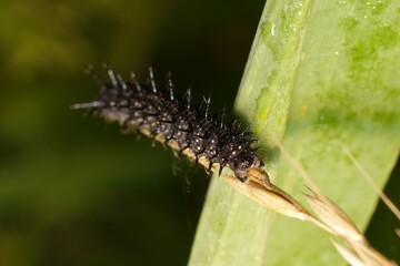 Caterpillar Aglais io European peacock