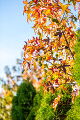 Multicolored maple leaves on tree branches close up