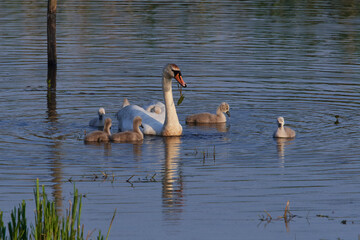 Höckerschwan Familie in der Morgensonne