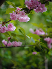 Easter sunny day. Blooming sakura tree, pink flowers cherry in garden in spring day on background of garden.