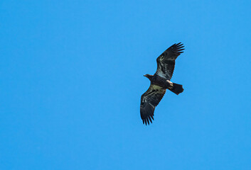 A juvinile bald eagle soars through clear blue skies 