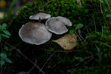 Probably Inocybe geophylla, commonly known as the earthy inocybe, common white inocybe or white...