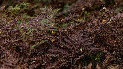 Dry fern. Dried fern leaves in the sun. Natural background. Autumn gold leaves of a fern. Macro. Close up