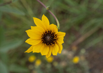 A sunflower spreads it's petals toward the sun