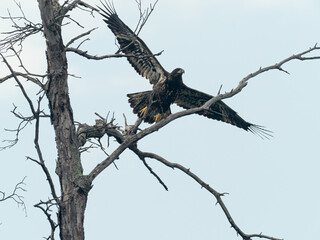 A juvenile Bald Eagle takes flight from a dead tree