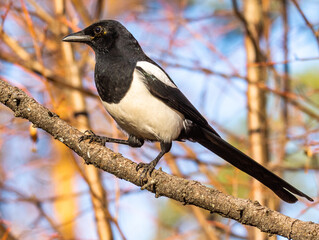 magpie
