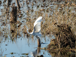 A great Egret flies over the blue waters of the pool