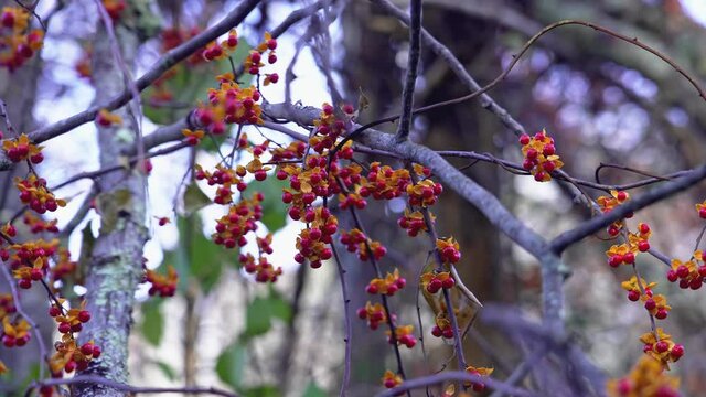 Red berries on tree in autumn season