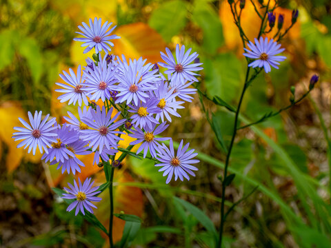 Sky Blue Aster bloom against orange fall colors