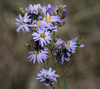Sky Blue Aster bloom in the sun