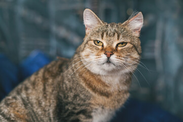 A beautiful brown short haired tabby cat has just woken up. The cat was sleeping on the sofa in the room.