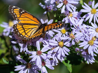 Fototapeta na wymiar An orange Viceroy butterfly feeds on a Sky Blue Aster