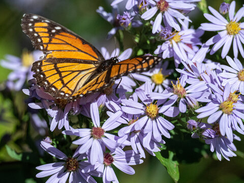 An orange Viceroy butterfly feeds on a Sky Blue Aster