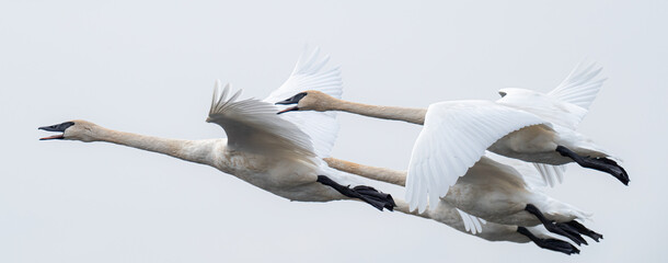 A closeup of Trumpeter Swans as they do a flyby