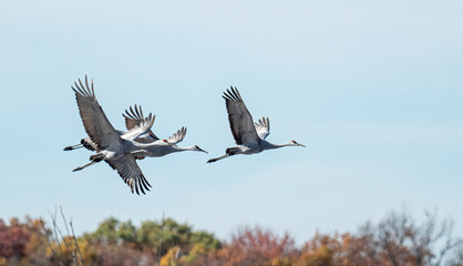 Sandhill Cranes gather over the prairie before migration