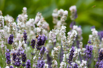Blumen im Garten. Gartenpflanzen im Sommer.
