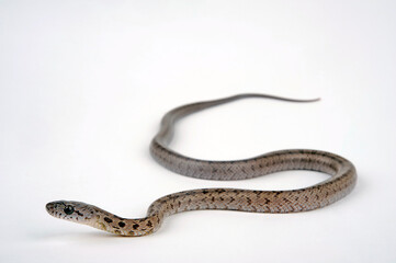 Obraz premium Baird's rat snake // Bairds Kletternatter (Pantherophis bairdi)