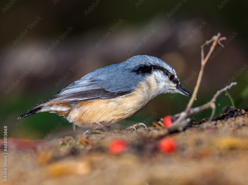 Wall mural nuthatch