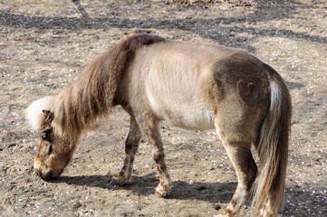 お尻にいいねボタンがあるポニー