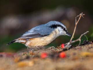 nuthatch