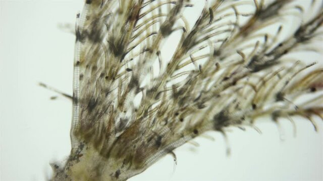 Polychaeta worm, family Sabellidae under a microscope. Video shows Radiole tentacles with many cilia that catch food, as well as gills.