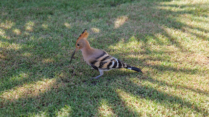 Hoopoe (Upupa epops) Eurasian Hoopoe, in grass