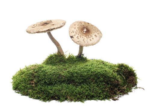 Green moss and mushrooms isolated on white background