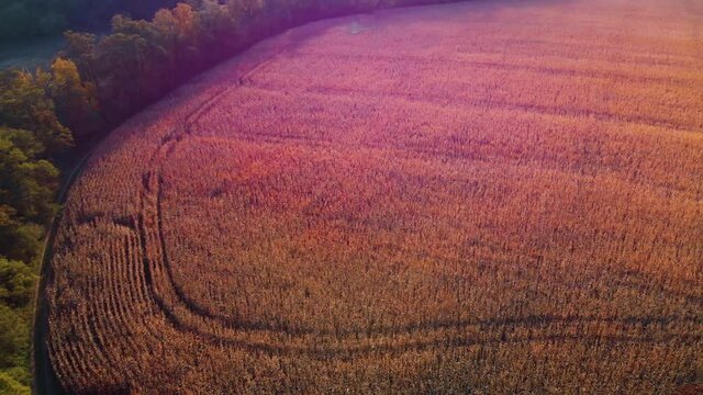 Aerial view of sunrise in autumn. top down. Meadows, orange grass, trees at dawn. Colorful landscape sunset in fall. Plowed fields, harvested crops, dry corn. Horodok Ukraine