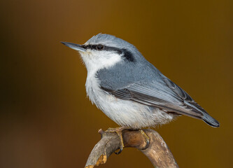nuthatch