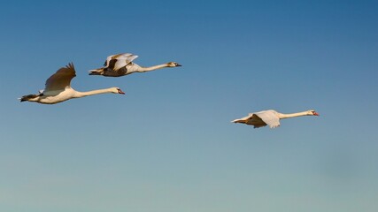 swans in the sky  © Marek Polak