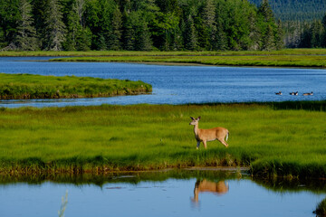 Summer Whitetail deer feeding out on a beautiful green marsh surround by blue waters of the many Maine inlets around the state