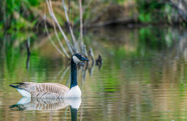 Obraz premium Canada Goose