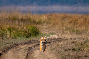 indian wild female tiger or tigress on prowl walking head on forest track in beautiful winter morning light at landscape of dhikala jim corbett national park uttarakhand india - panthera tigris tigris