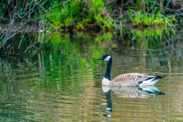 Canada Goose