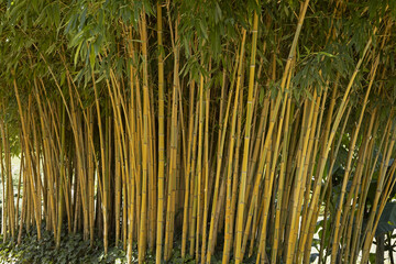 Haie de bambous	