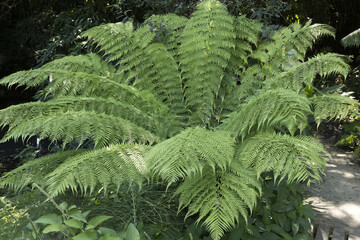  Fougère arborescente Cyatheales