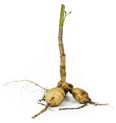 Dahlia root on a white background