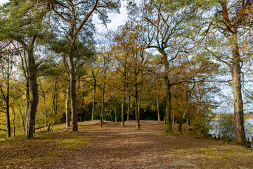 Autumn forest scene with colorful fall foliage paving the walk path and patches of blue sky seen through the trees